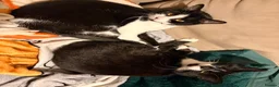 British Shorthair cats for sale: 2 cats looking for forever home in Salisbury - Advert 21