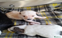 Jackapoo dogs for sale: Stunning Litter F1 JACKAPOO + Big Puppy Pack  - Image 4