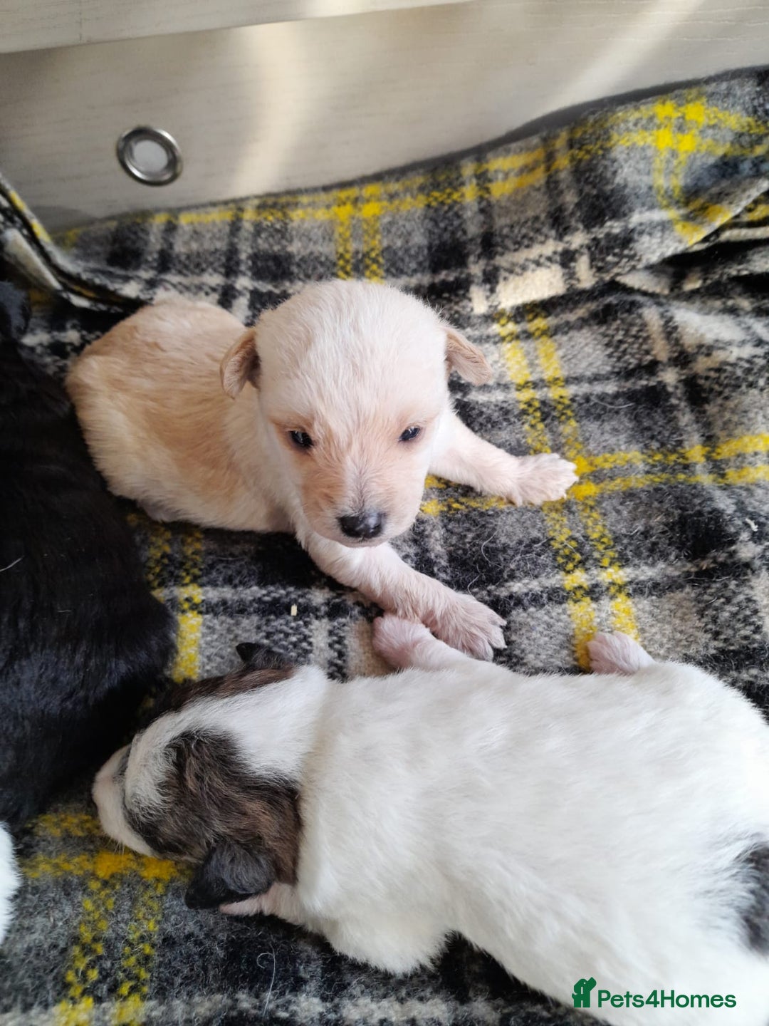 Jackapoo dogs for sale: Stunning Litter F1 JACKAPOO + Big Puppy Pack  - Image 4
