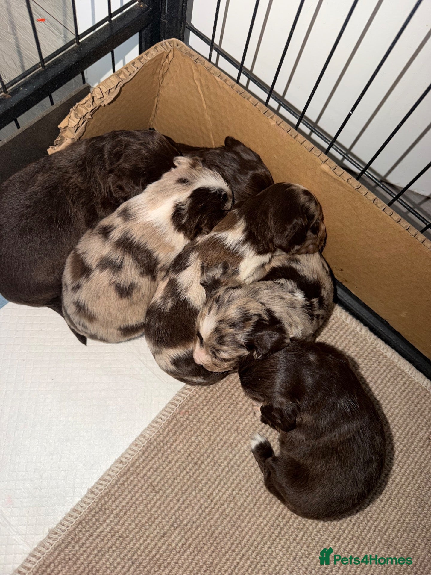 Cocker Spaniel dogs Beautiful litter of working cockerspaniel babies🐾 - Advert 1