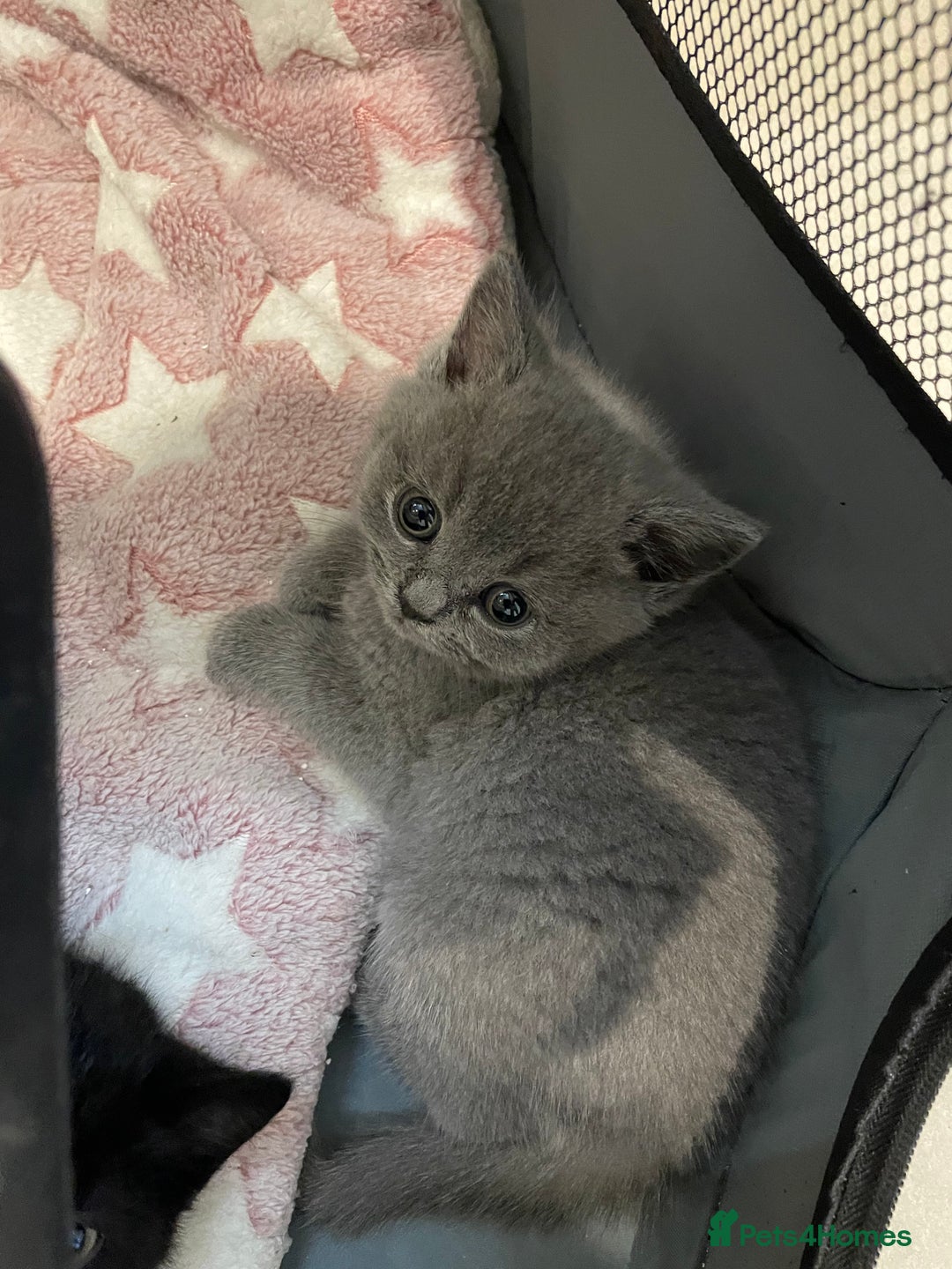 British Shorthair cats for sale: Gorgeous gcff kittens males blue  - Image 2