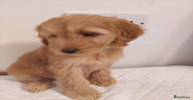 Cockapoo dogs Adorable Cockapoos - Advert 2