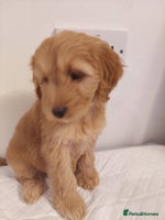 Cockapoo dogs Adorable Cockapoos - Advert 2