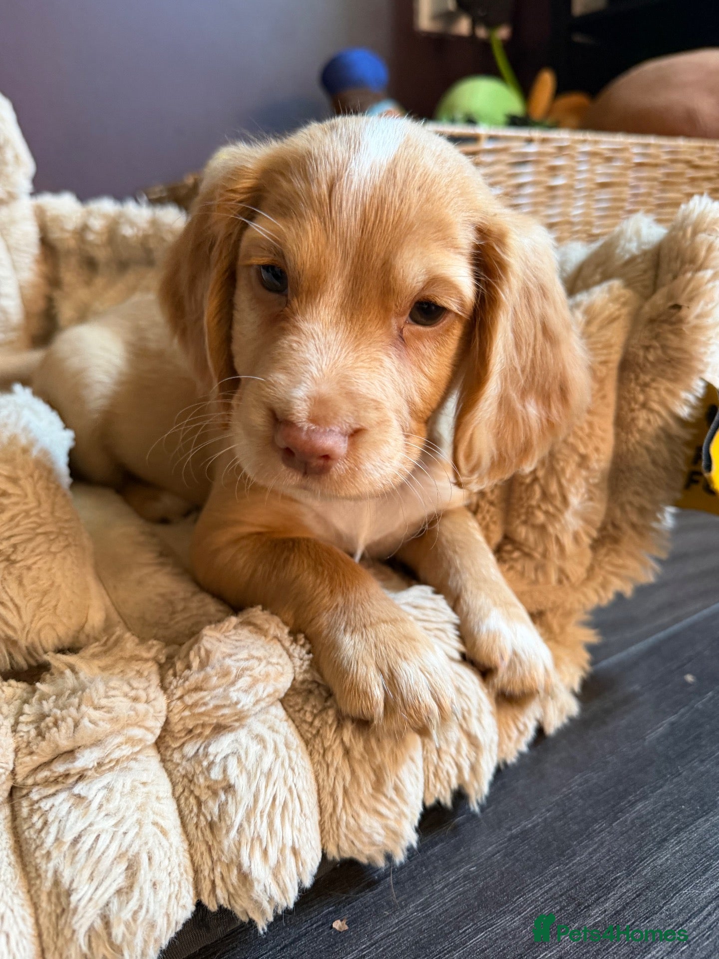 Cocker Spaniel dogs READY TO LEAVE Beautiful Working cocker spaniel’s - Advert 11