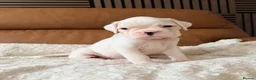 Boxer dogs for sale: Kc Beautiful white girl boxer puppy   - Advert 5