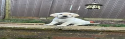 Goldador dogs for sale: Adorable White Golden Retriever x Labrador Pups  - Advert 22