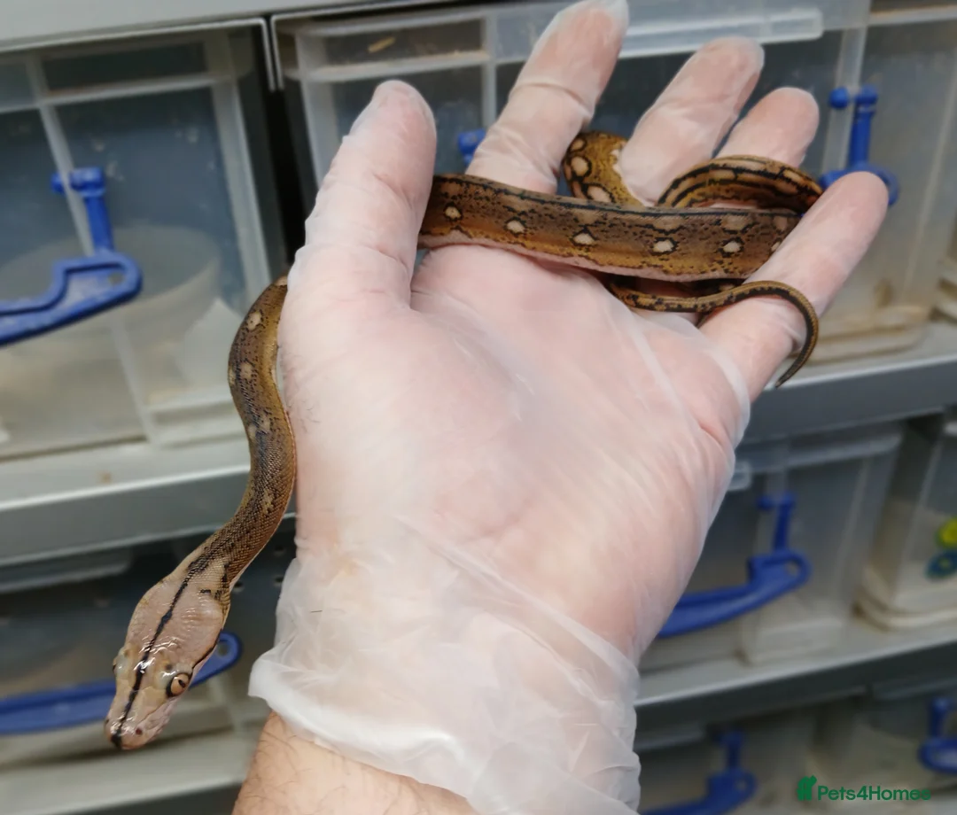 Python Snake reptiles for sale: Malayan Python Male - Advert 3