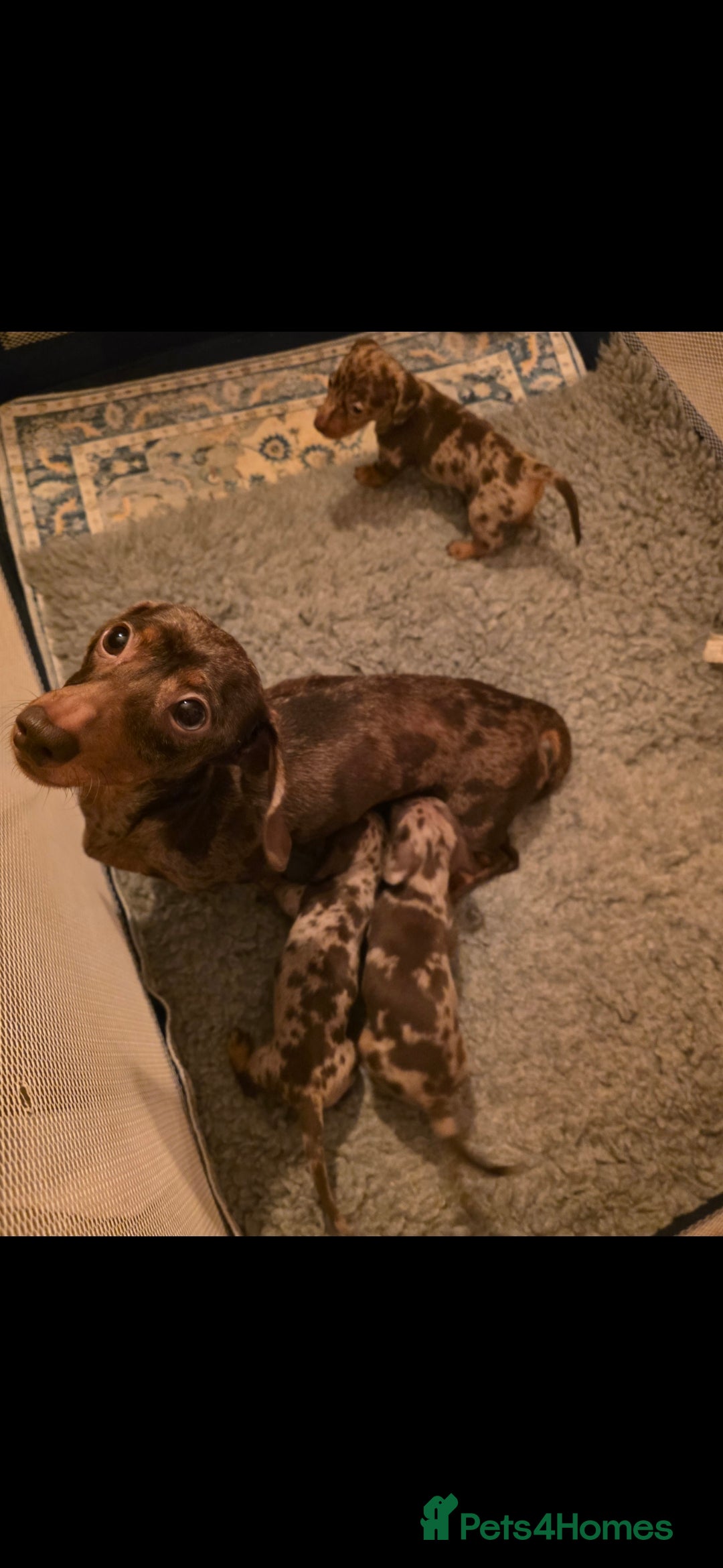 Miniature Dachshund dogs KC Male choc&tan dapple smooth hair mini dachshund - Advert 1