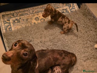 Miniature Dachshund dogs KC Male choc&tan dapple smooth hair mini dachshund - Advert 1