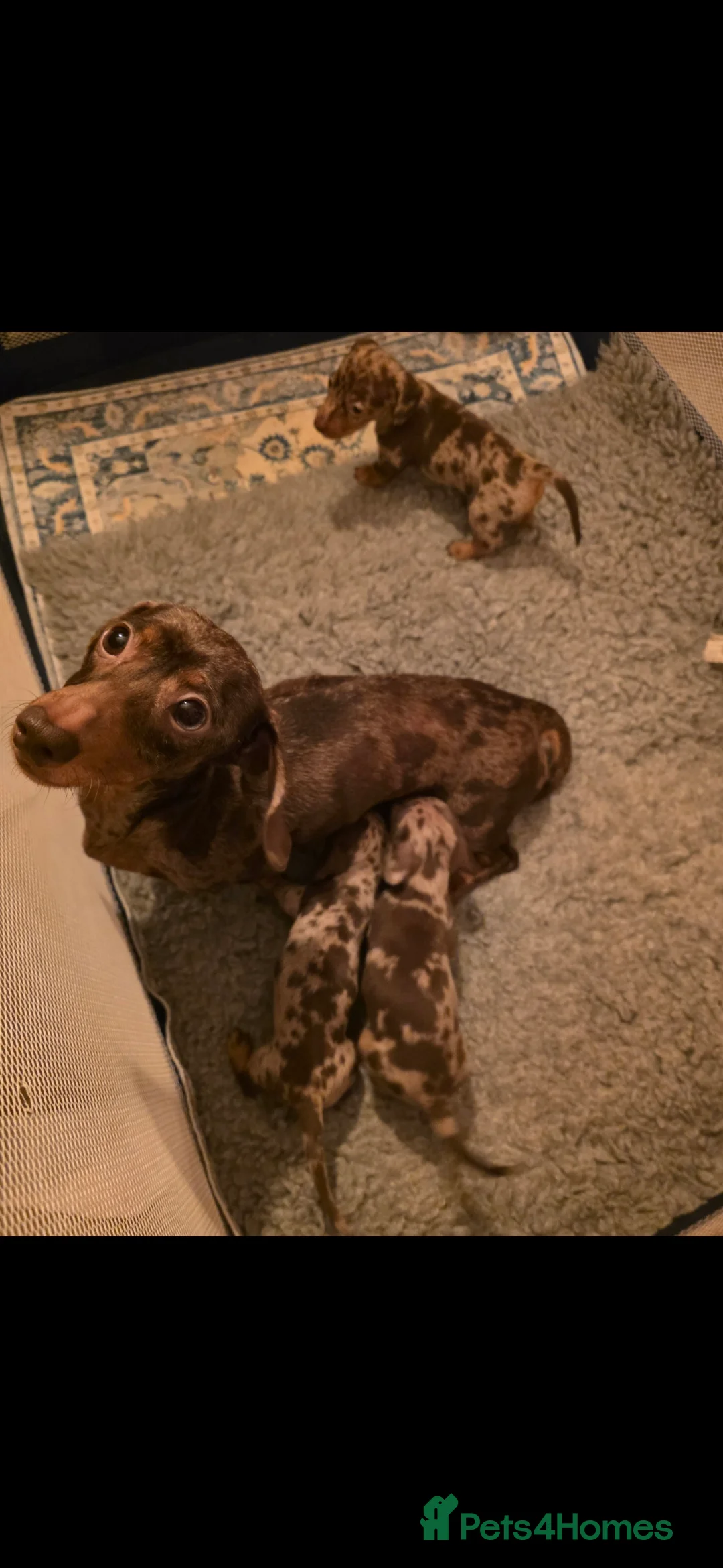 Miniature Dachshund dogs for sale: RESERVED KC Male choc&tan dapple smooth mini daxie - Advert 7