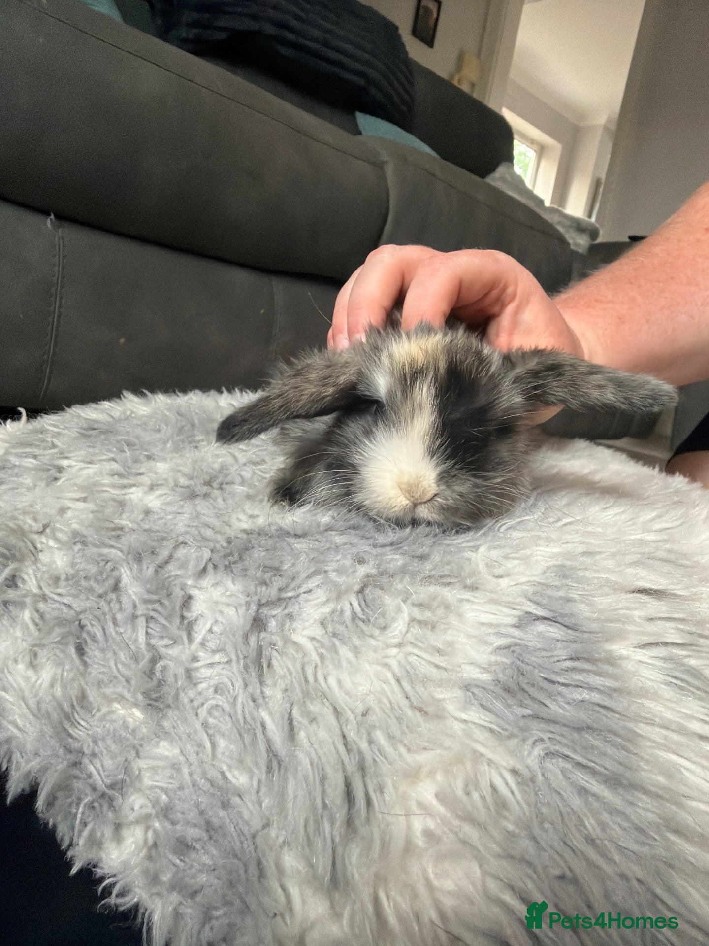 Dwarf Lop rabbits Baby kits for sale.  - Advert 1