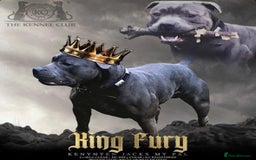 Staffordshire Bull Terrier dogs for sale: solid blues - Image 14
