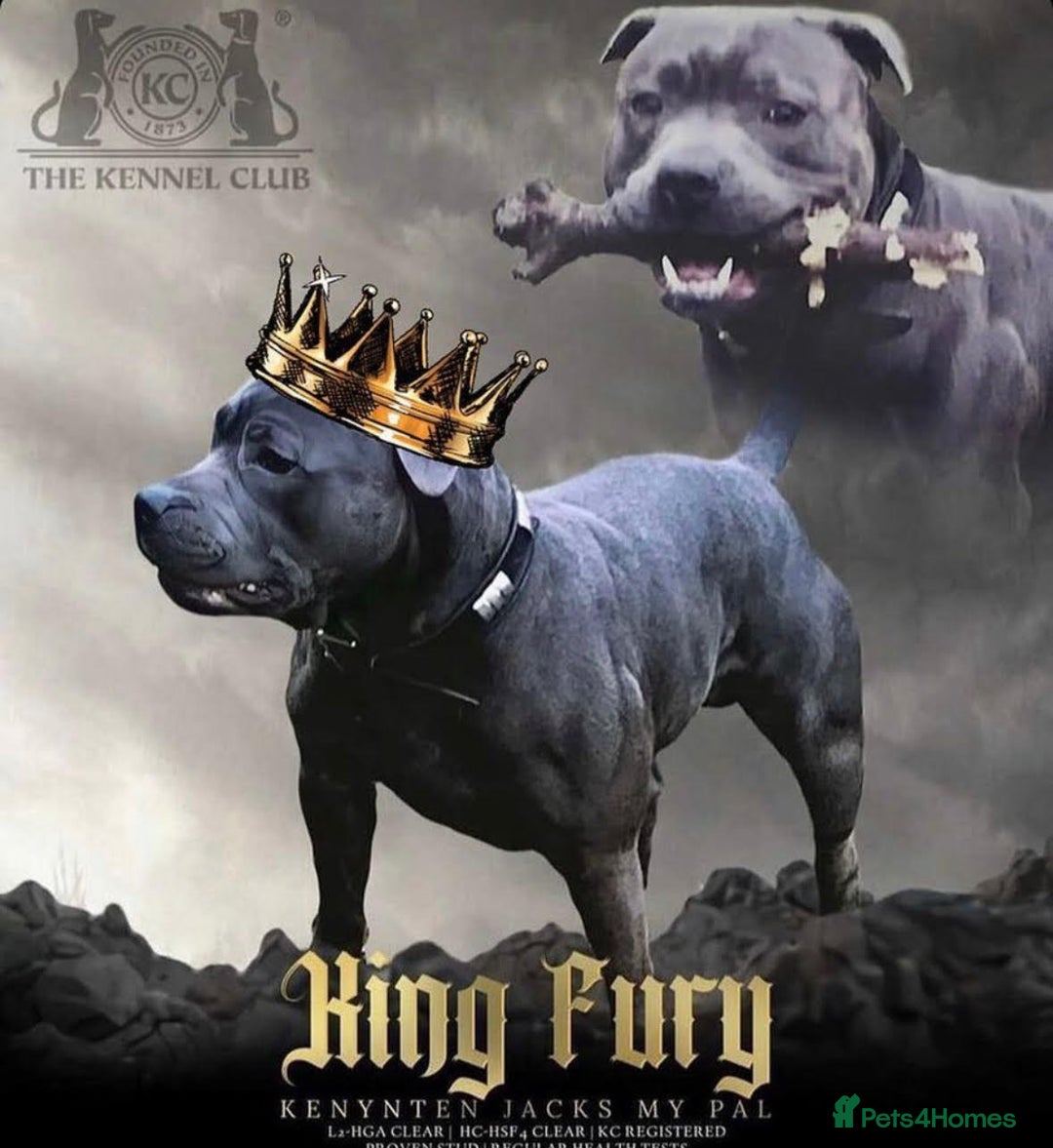 Staffordshire Bull Terrier dogs for sale: solid blues - Image 14