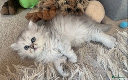 Persian cats for sale: 7 x beautiful persian kittens ready Thursday 14/08 - Image 20
