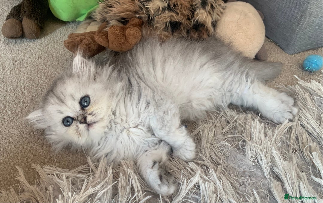 Persian cats for sale: 7 x beautiful persian kittens ready Thursday 14/08 - Image 20