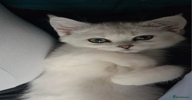 British Shorthair cats - Advert 2
