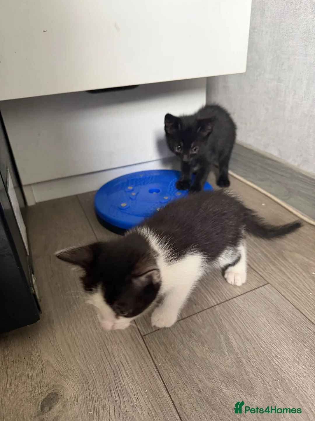 Mixed Breed cats for sale: Three brothers  - Advert 29