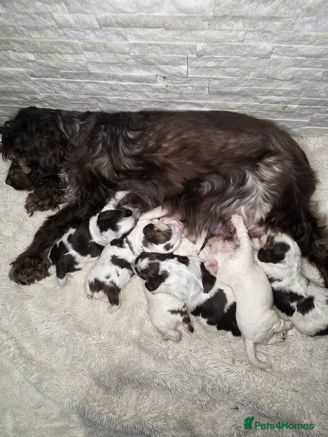 Cocker Spaniel dogs for sale: Beautiful Show Type Cocker Spaniels - Advert 2