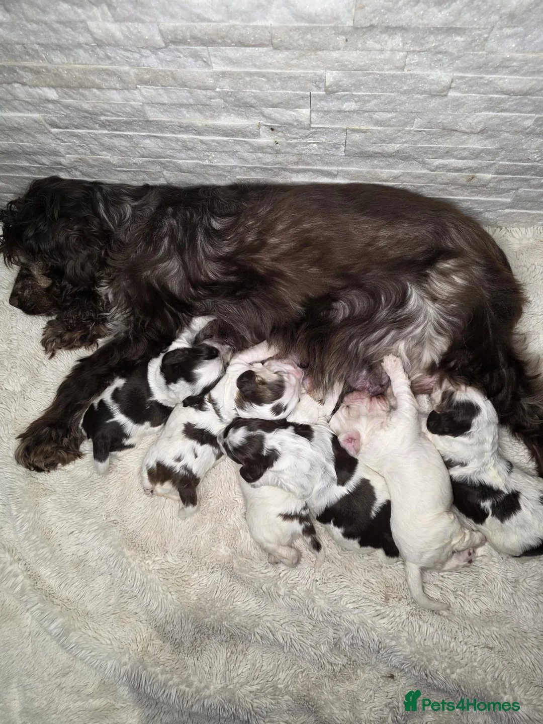 Cocker Spaniel dogs for sale: Show Type Cocker Spaniels Ready to leave now - Advert 3