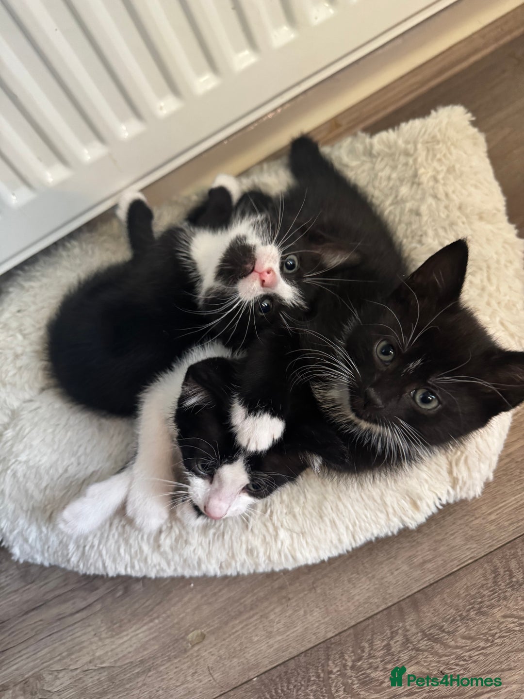 Domestic Shorthair cats for sale: Adorable little litter ❤️ - Image 5