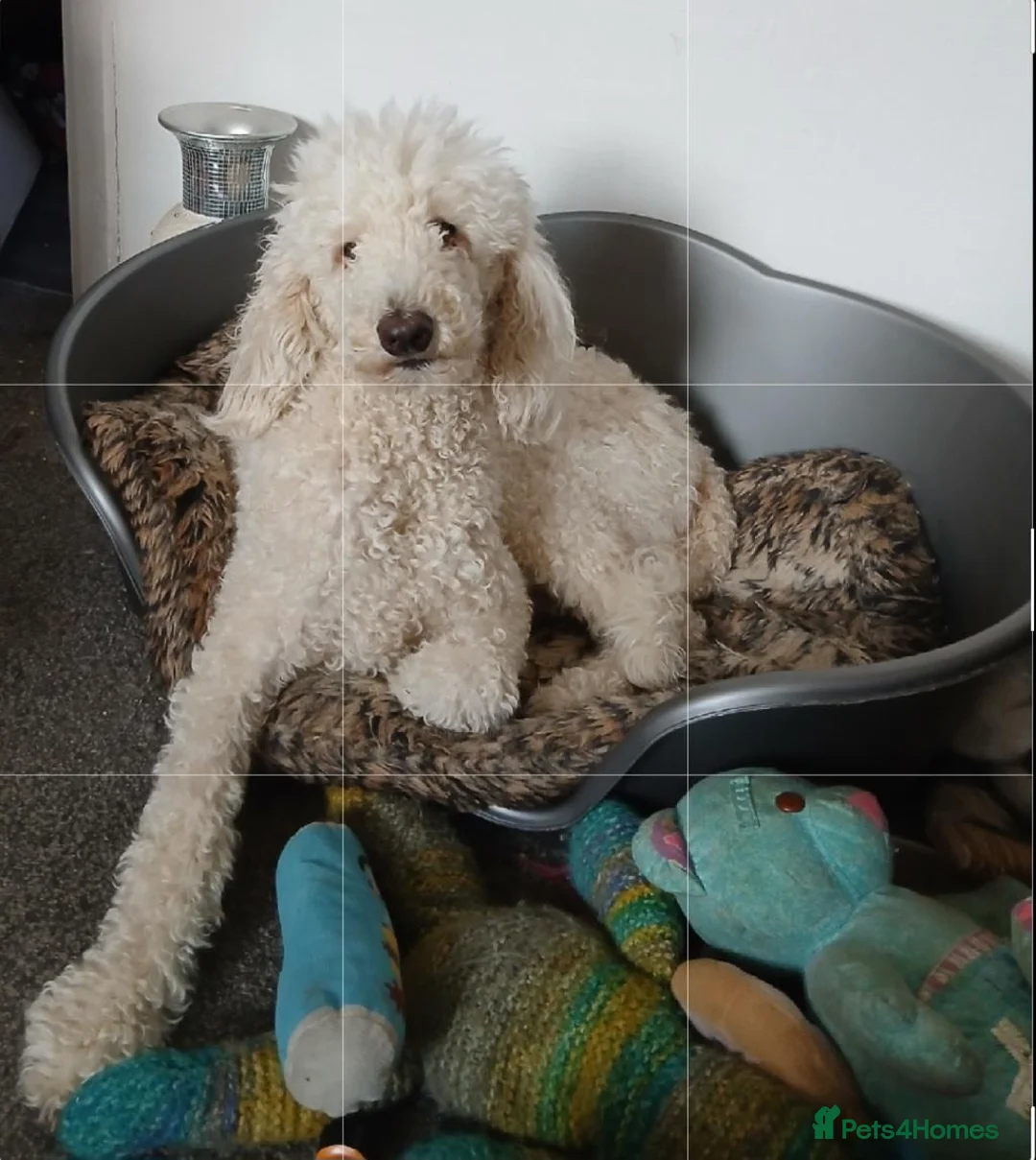 Standard Poodle dogs for sale: Standard Poodle - Advert 1