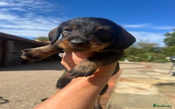 Dachshund dogs for sale: Standard Wire hair Pups available!! - Image 23