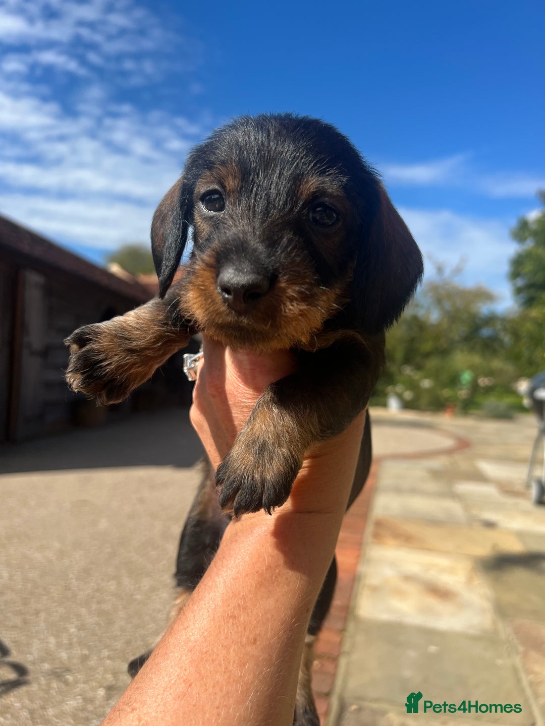 Dachshund dogs for sale: Standard Wire hair Pups available!! - Image 23