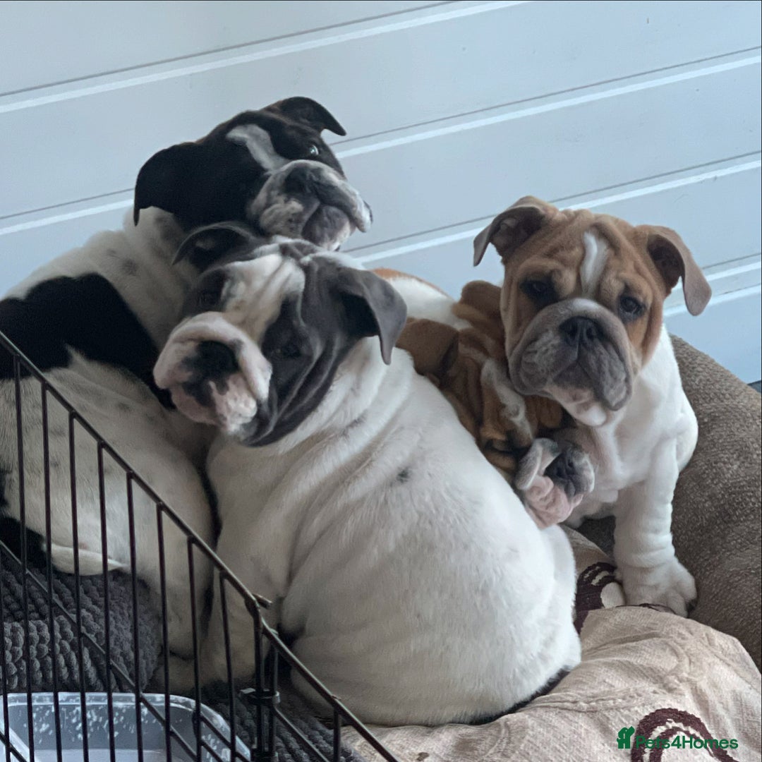 English Bulldog dogs for sale: Last Two - High Quality English Bulldog Puppies  in Atherstone - Image 7