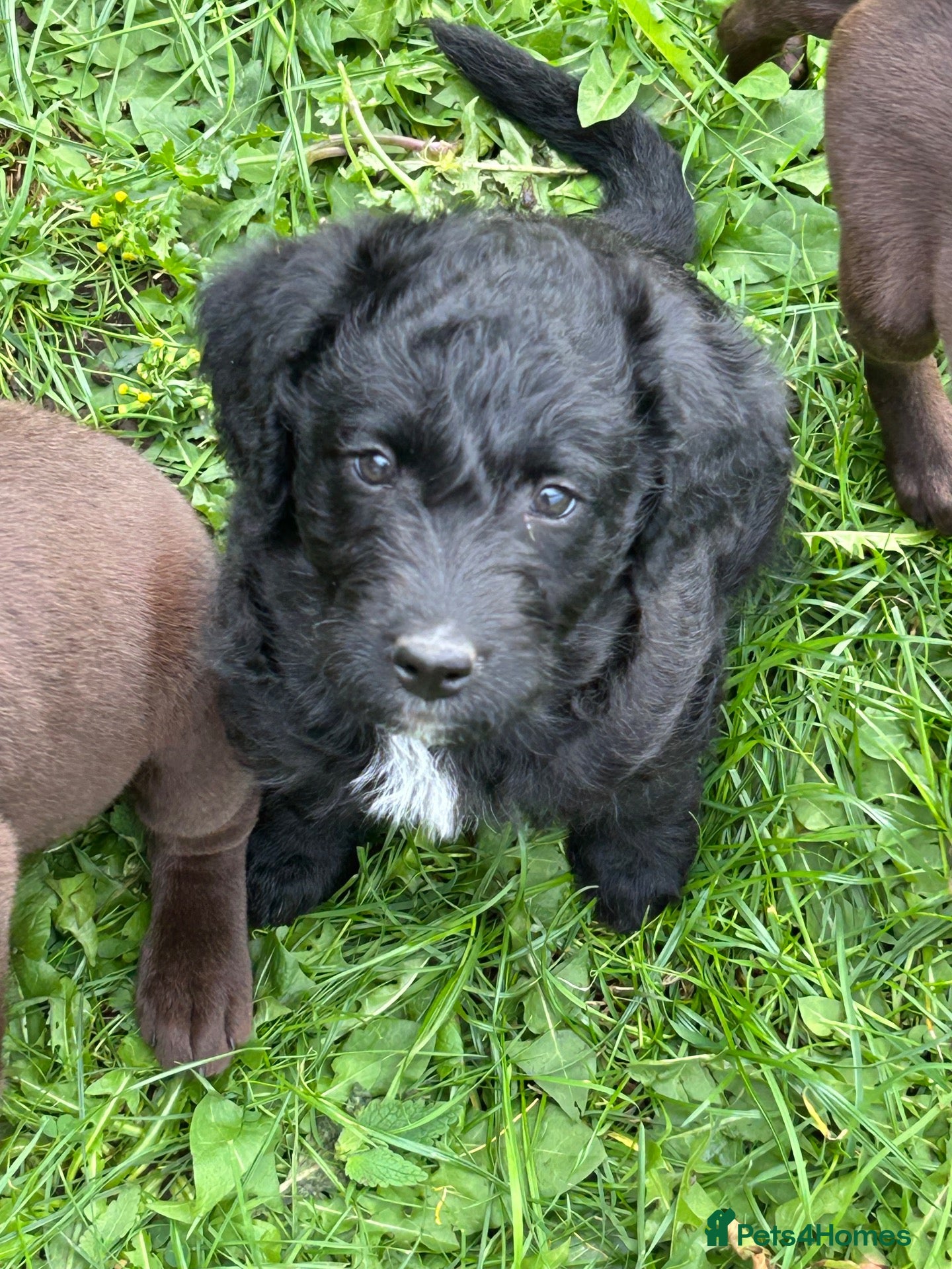 Labradoodle dogs for sale: Mini Labradoodles F1: Black & Blue Merle  - Advert 2