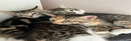 Mixed Breed cats for sale: 3 lovely kittens looking for new homes - Advert 4