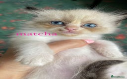 Ragdoll cats for sale: ragdoll kittens - Image 3