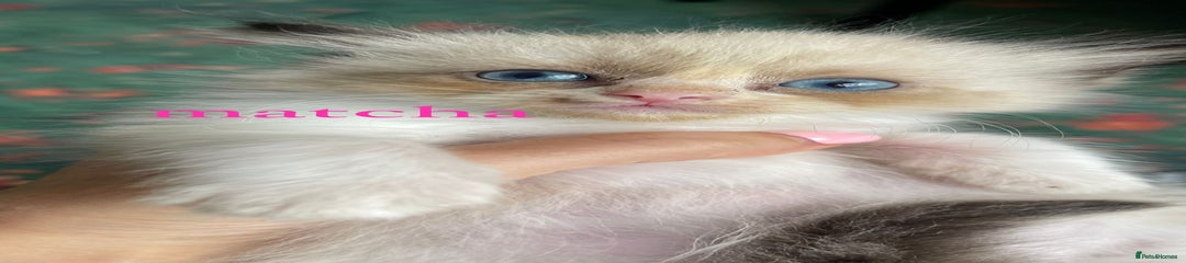 Ragdoll Kitten 5