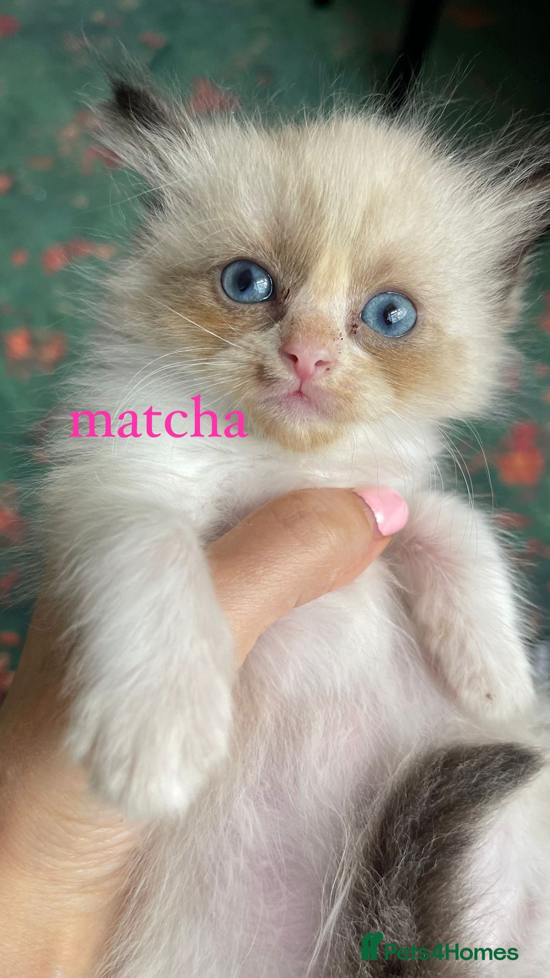 Ragdoll cats for sale: ragdoll kittens - Image 3