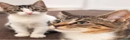 British Shorthair cats for sale: Fluffy loving beautiful markings Kittie's  in Telford - Advert 10