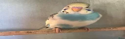 Budgerigars birds for sale: Baby budgies for sale - Advert 7