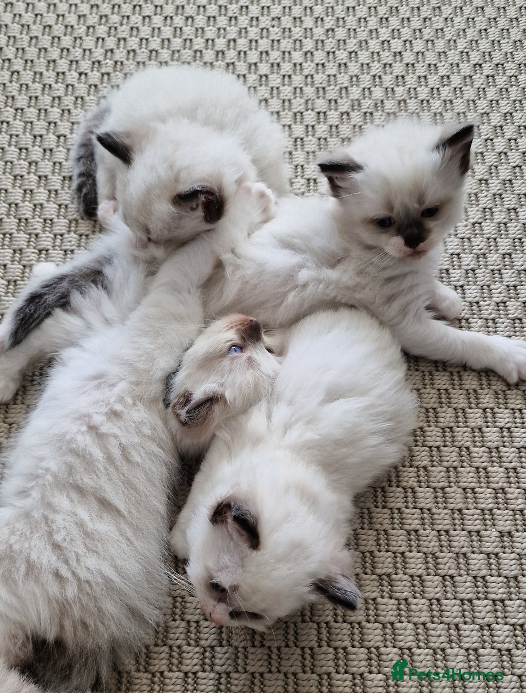Ragdoll cats for sale: Beautiful kittens  - Image 6