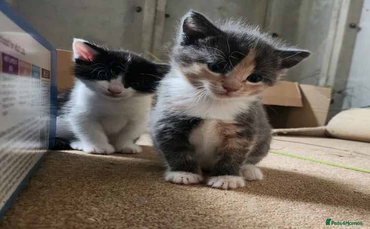 Domestic Shorthair cats - Advert 8