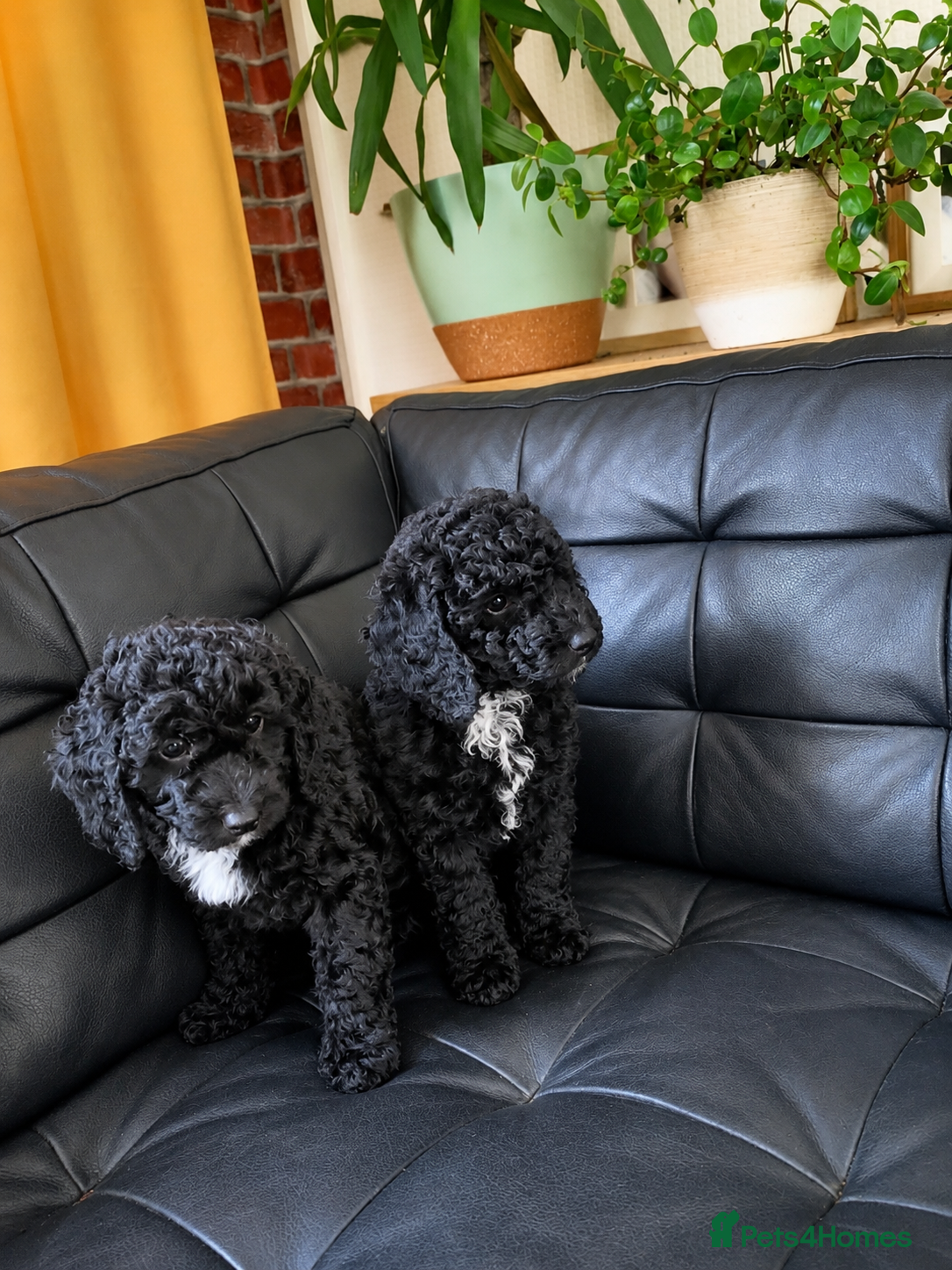 Cockapoo dogs Just 1 boy & 1 girl left! Ready to go this week! - Advert 17