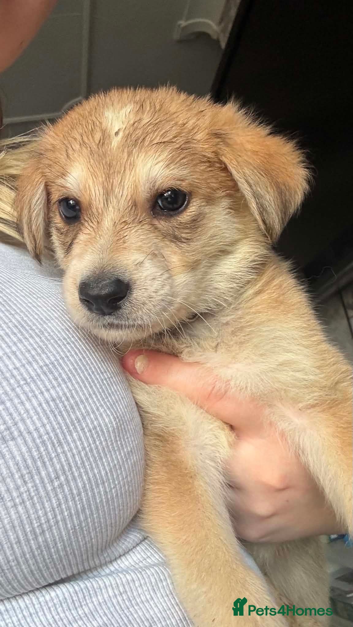 Mixed Breed dogs German Shepard x Dalmation Puppies  - Advert 23