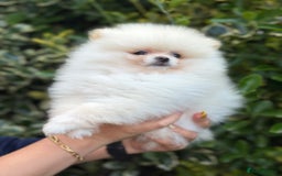 Pomeranian dogs for sale: 3 Gorgeous Pomeranian Puppies-Ready for New Homes - Image 13