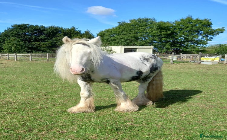 Tinker horses - Advert 1