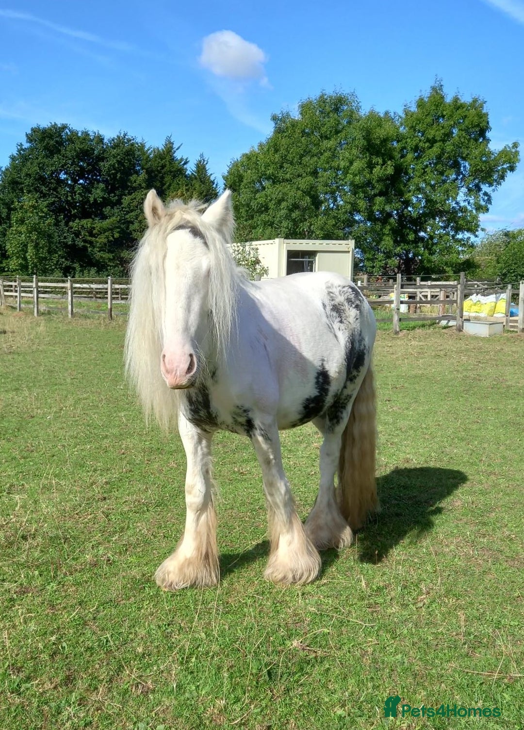 Tinker horses for sale: Cracking Riding Pony Potential - Image 1