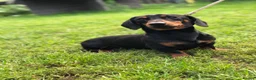 Miniature Dachshund dogs for stud: For stud! Stunning kc miniature dachshund in Maldon - Advert 2