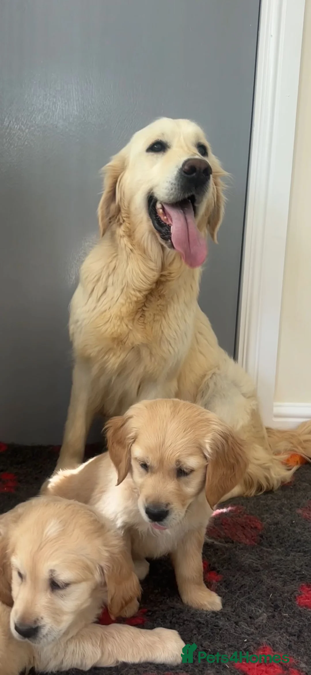 Golden Retriever dogs for sale: Beautiful golden retriever puppies  - Advert 2