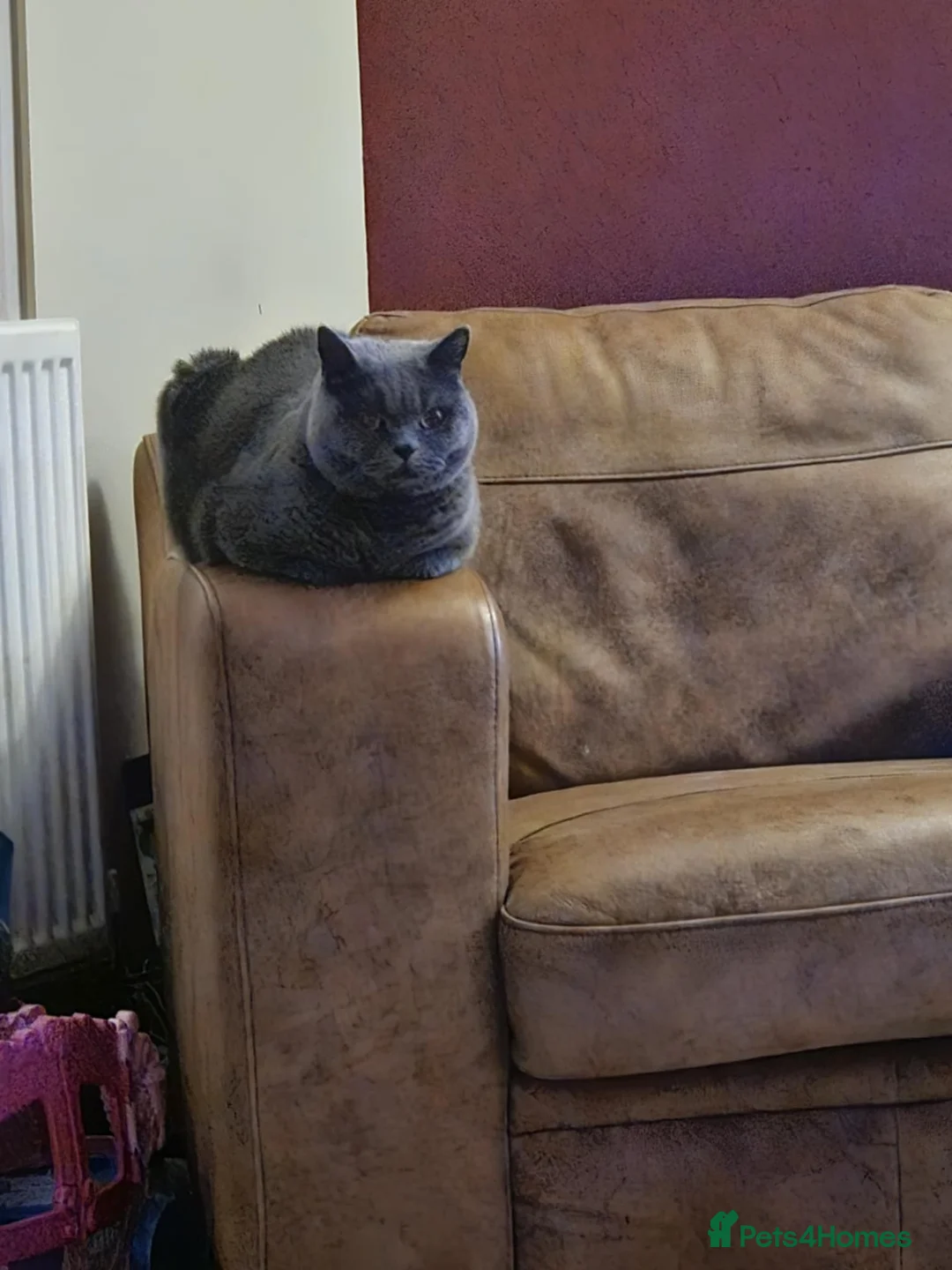 British Shorthair cats for sale: Beautiful British shorthair  - Advert 7