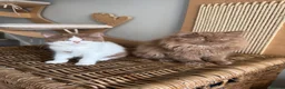 British Shorthair cats for sale: Stunning line BSH and BLH sisters  - Advert 10