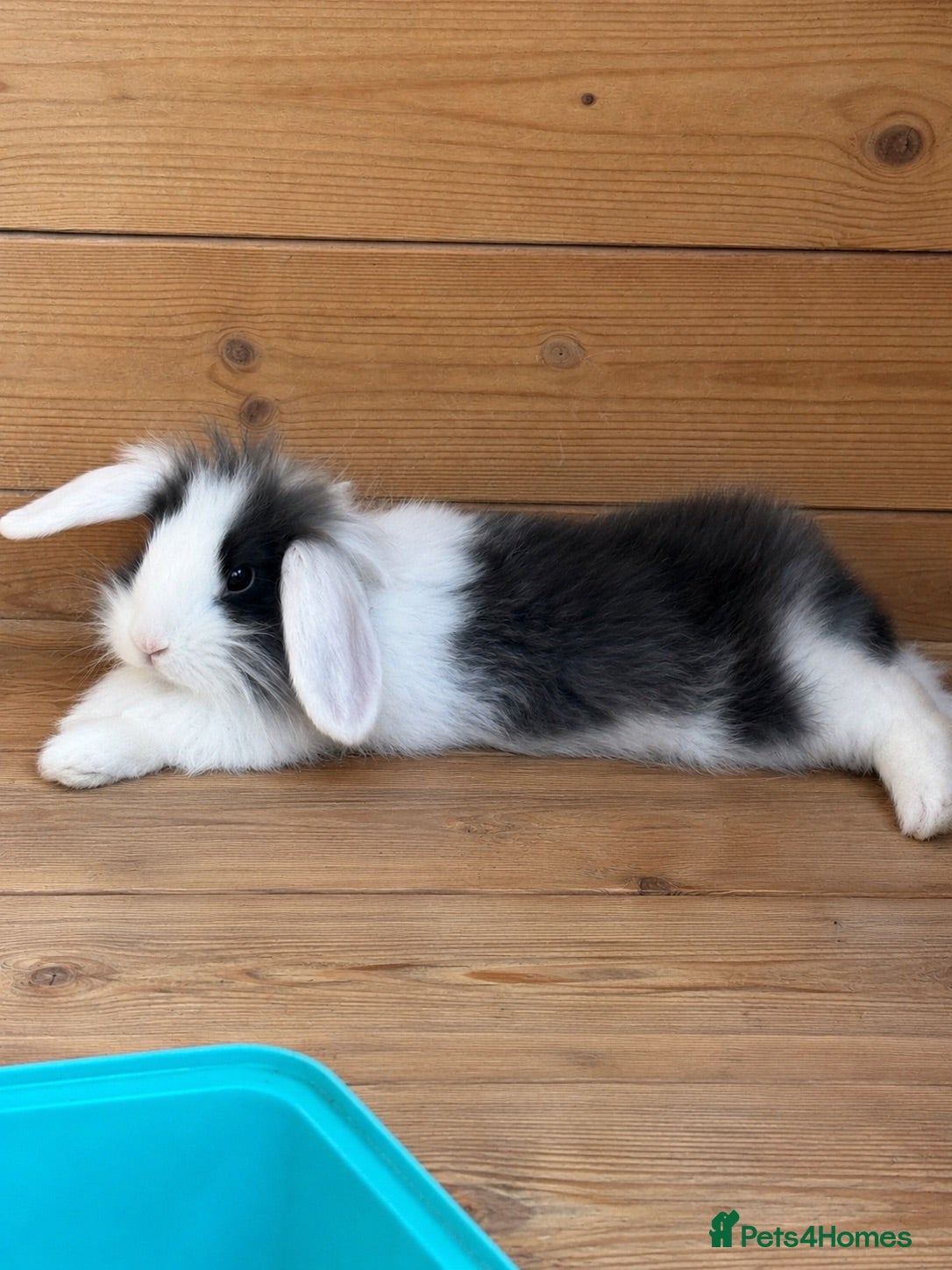 Mini Lion Lop rabbits Baby Rabbits for sale  - Advert 1
