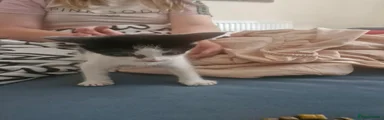 Mixed Breed Kitten 3