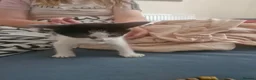 Mixed Breed cats for sale: Kittens for sale - Advert 6
