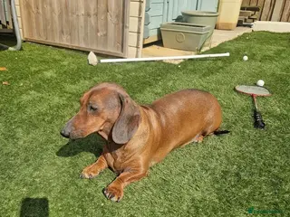 Dachshund dogs 1x male Dachsund 8 years old - Advert 9